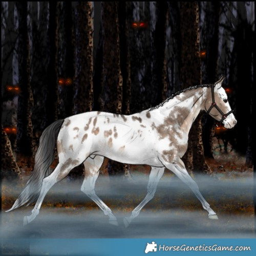 Horse Color:White Spotted Brown Dun Splash Tobiano Appaloosa Rabicano 