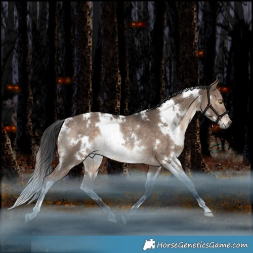 Horse Color:White Spotted Brown Dun Rabicano
