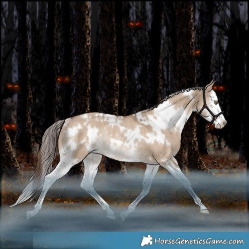 Horse Color:White Spotted Liver Red Dun Splash Appaloosa Rabicano 