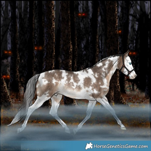 Horse Color:White Spotted Brown Dun Splash Appaloosa Rabicano