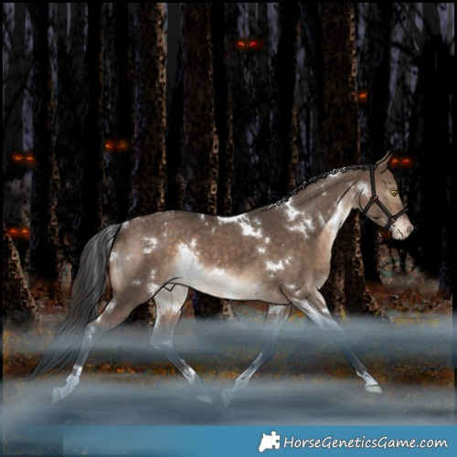 Horse Color:White Spotted Brown Dun Appaloosa Rabicano 