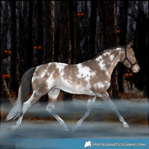 Horse Color:White Spotted Brown Dun Appaloosa Rabicano 
