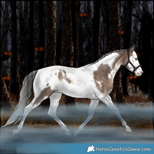 Horse Color:White Spotted Bay Dun Splash Tobiano Rabicano 
