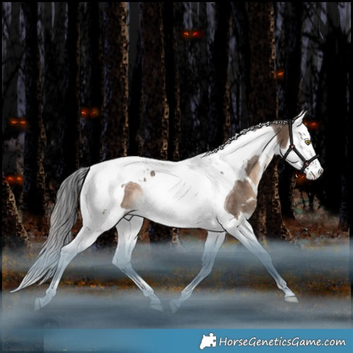 Horse Color:White Spotted Brown Dun Splash Tobiano Appaloosa Rabicano