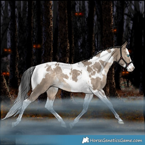 Horse Color:White Spotted Bay Dun Splash Tobiano Rabicano 