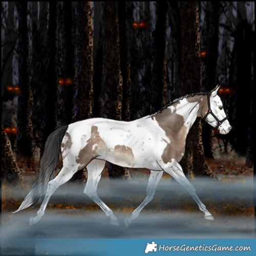 Horse Color:White Spotted Brown Dun Splash Tobiano Rabicano 