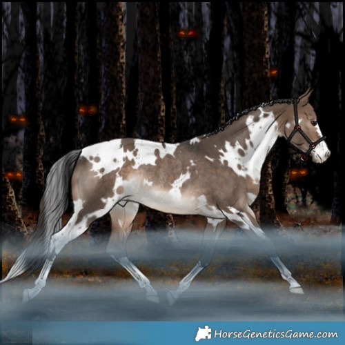 Horse Color:White Spotted Bay Dun Rabicano 