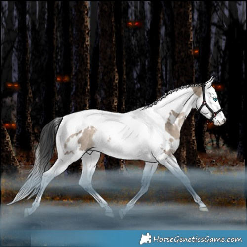 Horse Color:White Spotted Brown Dun Splash Tobiano Rabicano