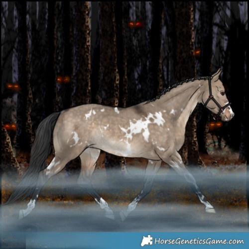 Horse Color:White Spotted Bay Dun Rabicano