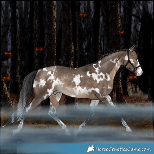 Horse Color:White Spotted Bay Dun Appaloosa Rabicano
