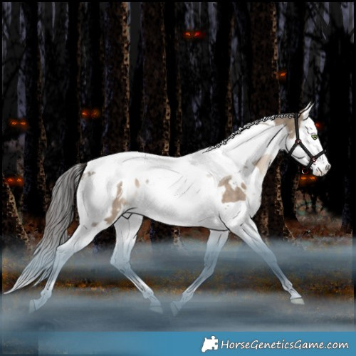 Horse Color:White Spotted Brown Dun Splash Tobiano Appaloosa Rabicano 