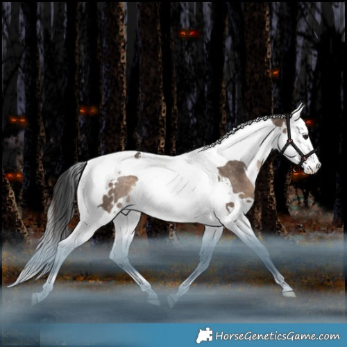 Horse Color:White Spotted Brown Dun Splash Tobiano Rabicano 