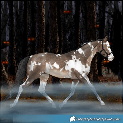 Horse Color:White Spotted Bay Dun Splash Appaloosa Rabicano