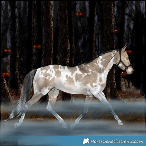 Horse Color:White Spotted Bay Dun Rabicano 