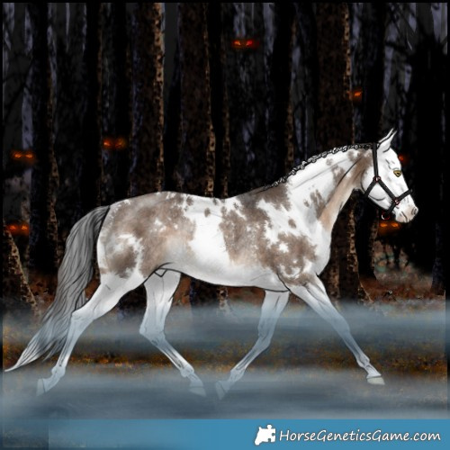Horse Color:White Spotted Brown Dun Splash Rabicano 