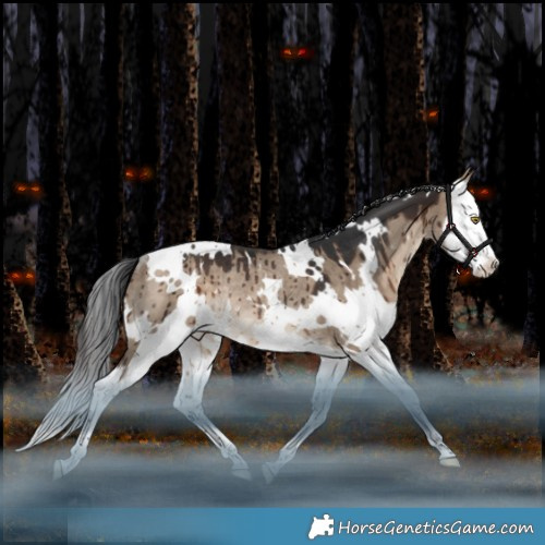 Horse Color:White Spotted Brown Dun Splash Rabicano Brindle