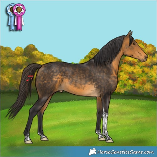 Horse Color:Buckskin Tobiano 