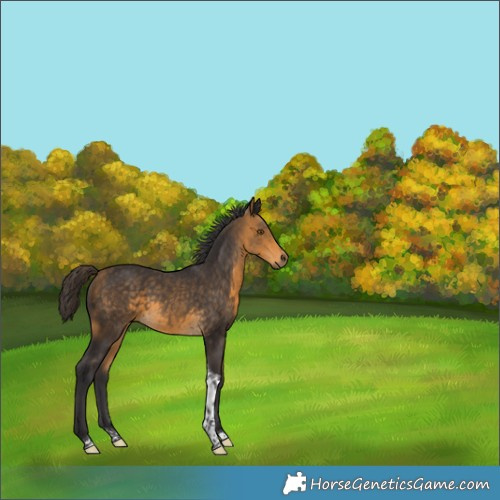 Horse Color:Buckskin Tobiano 