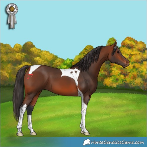 Horse Color:Bay Tobiano 