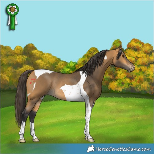 Horse Color:Buckskin Tobiano Rabicano
