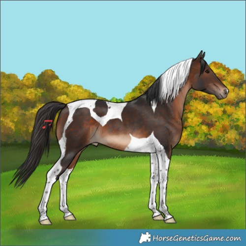 Horse Color:Brown Tobiano 