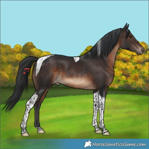 Horse Color:Brown Tobiano 