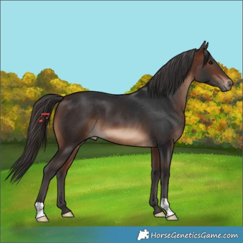 Horse Color:Brown 