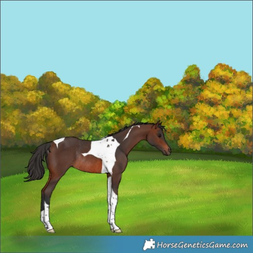 Horse Color:Brown Tobiano Rabicano 