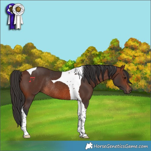 Horse Color:Brown Tobiano Rabicano