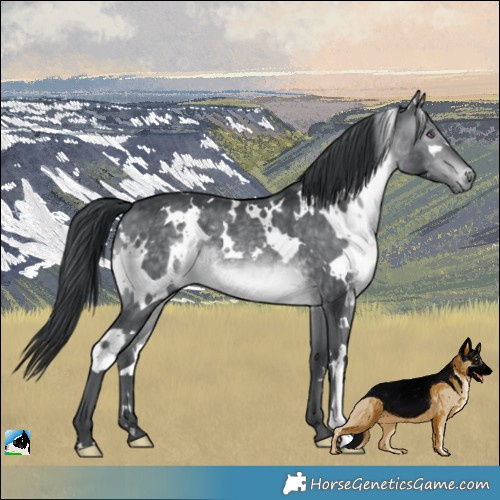 Horse Color:White Spotted Brown Chinchilla 