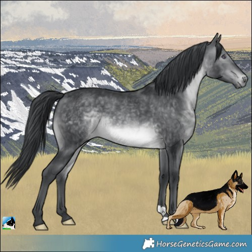 Horse Color:Brown Chinchilla