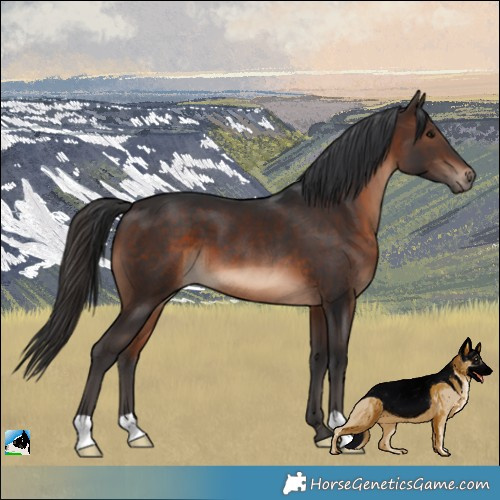 Horse Color:Brown 