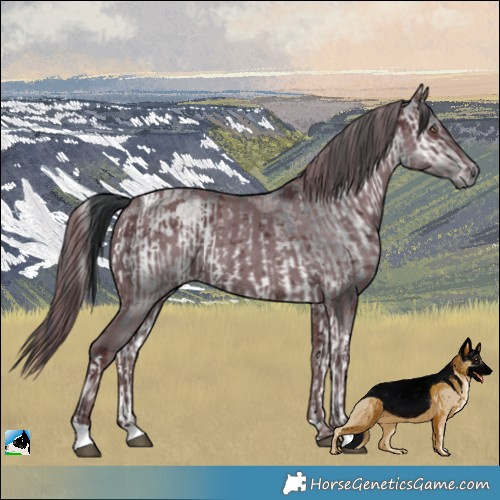 Horse Color:Bay Chinchilla Onyx Tobiano  and Chocolate Black Chinchilla Merle 