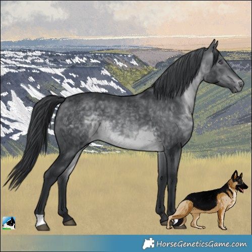 Horse Color:Brown Chinchilla 