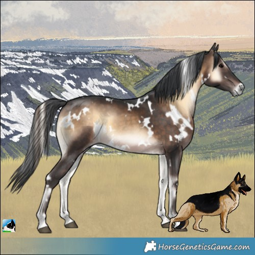 Horse Color:White Spotted Brown Onyx 