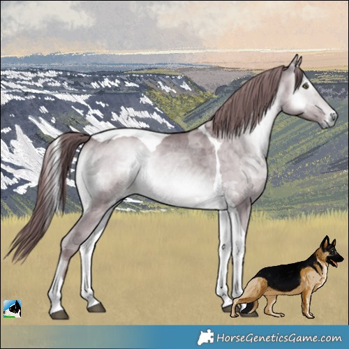 Horse Color:Chocolate Brown Chinchilla Onyx Merle Tobiano 