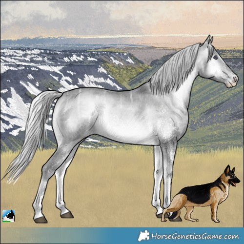 Horse Color:Silver Brown Chinchilla Ice Onyx Sabino 