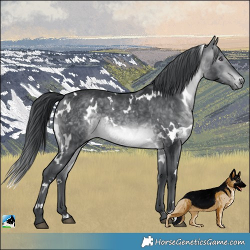 Horse Color:White Spotted Brown Chinchilla 