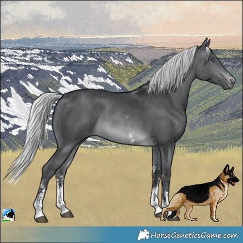Horse Color:Silver Brown Chinchilla Sabino