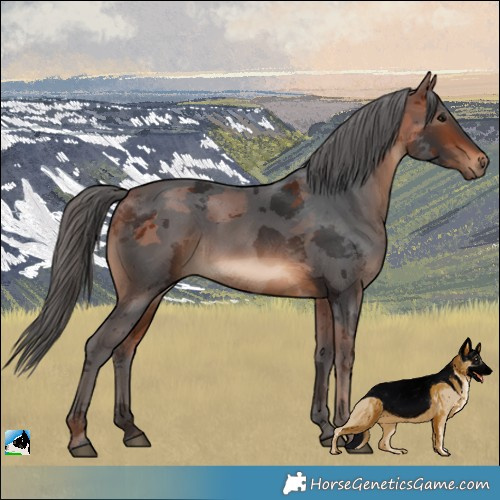 Horse Color:Bay Merle 