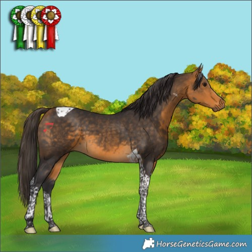 Horse Color:Buckskin Tobiano 