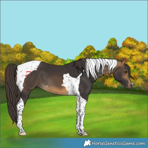 Horse Color:Buckskin Tobiano 