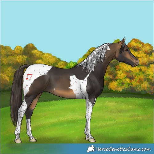 Horse Color:Buckskin Tobiano 