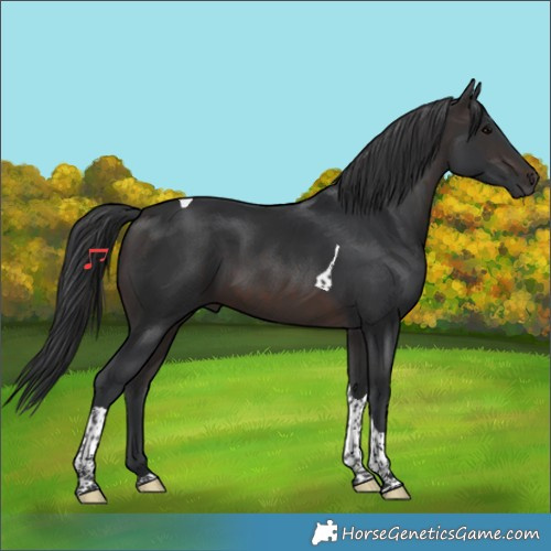 Horse Color:Brown Tobiano 
