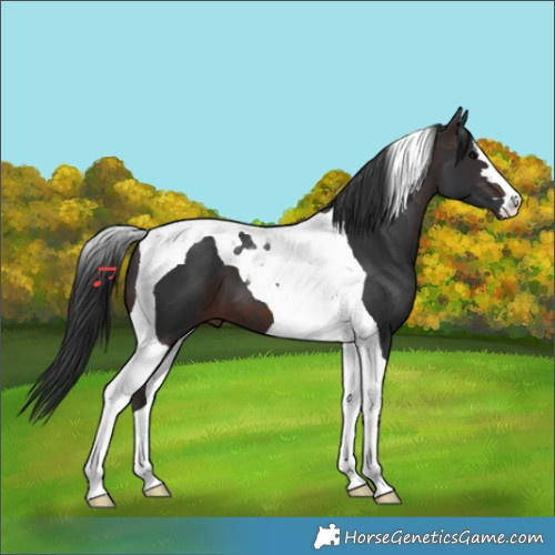 Horse Color:Brown Tobiano 