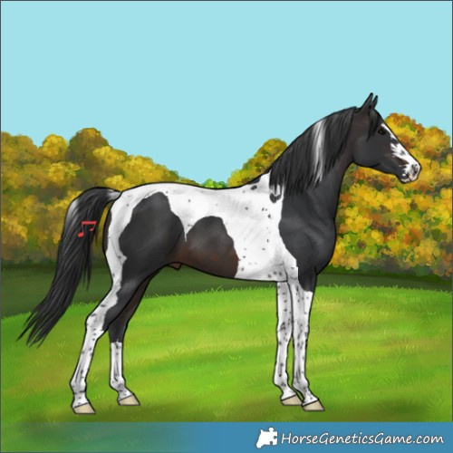 Horse Color:Brown Tobiano 