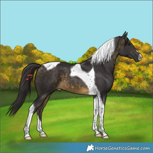 Horse Color:Buckskin Tobiano 