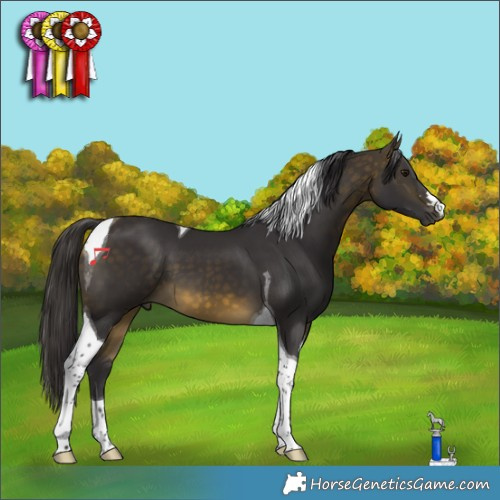 Horse Color:Buckskin Tobiano 