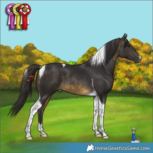 Horse Color:Buckskin Tobiano