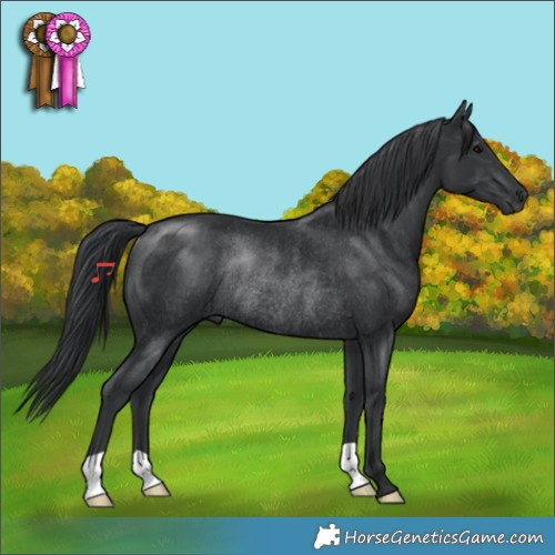 Horse Color:Black Rabicano 